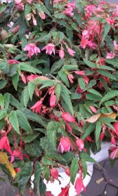 Bolivian Begonia Bellagio Pink