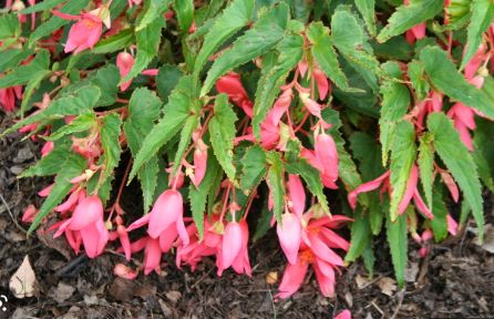 Bolivian Begonia Mandalay Flamingo