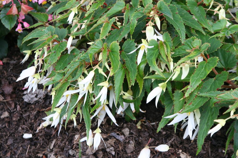 Bolivian Begonia Mandalay Pearl