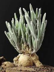 Seyrigia