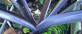 Black Malanga, Blackstem Taro