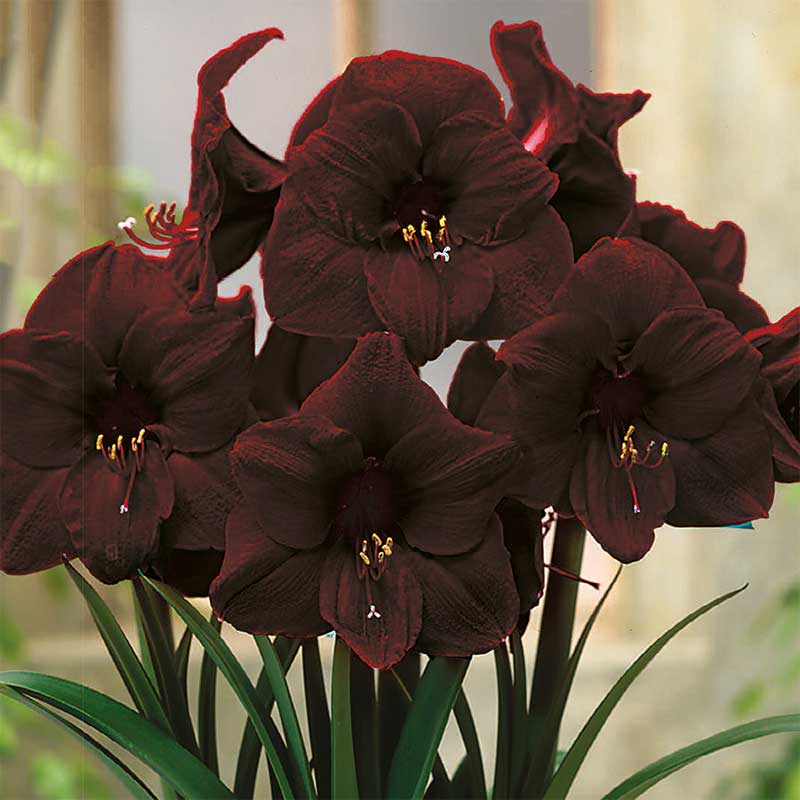 Hippeastrum, Amaryllis Amsterdam