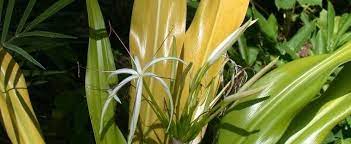 Crinum, Golden Crinum, Thai Yellow Crinum Xanthophyllum