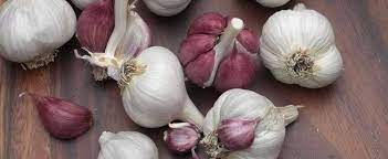 Allium, Softneck Creole Garlic Native Creole