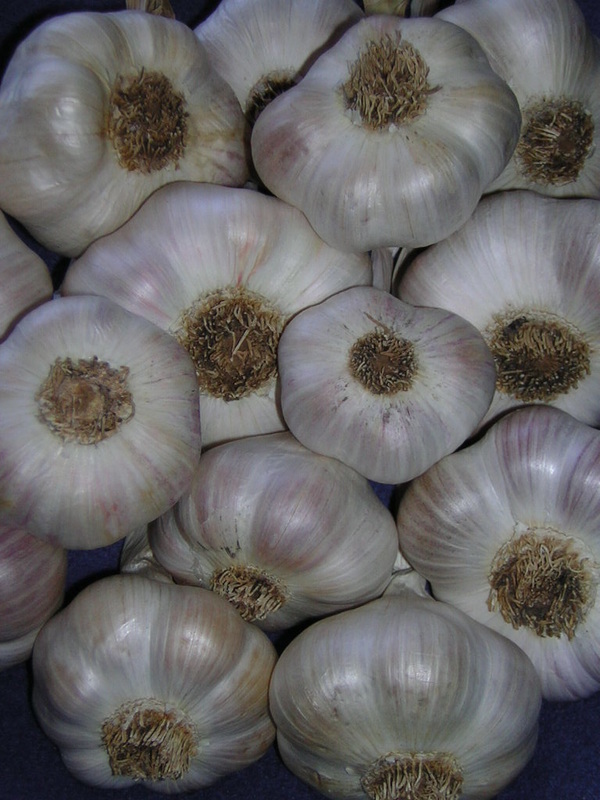 Allium, Softneck Garlic Simoneti