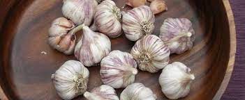 Allium, Softneck Turban Garlic Red Janice