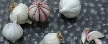 Allium, Softneck Creole Garlic Labera Purple