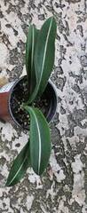Hippeastrum, Amaryllis 'Brazilian Stripe'