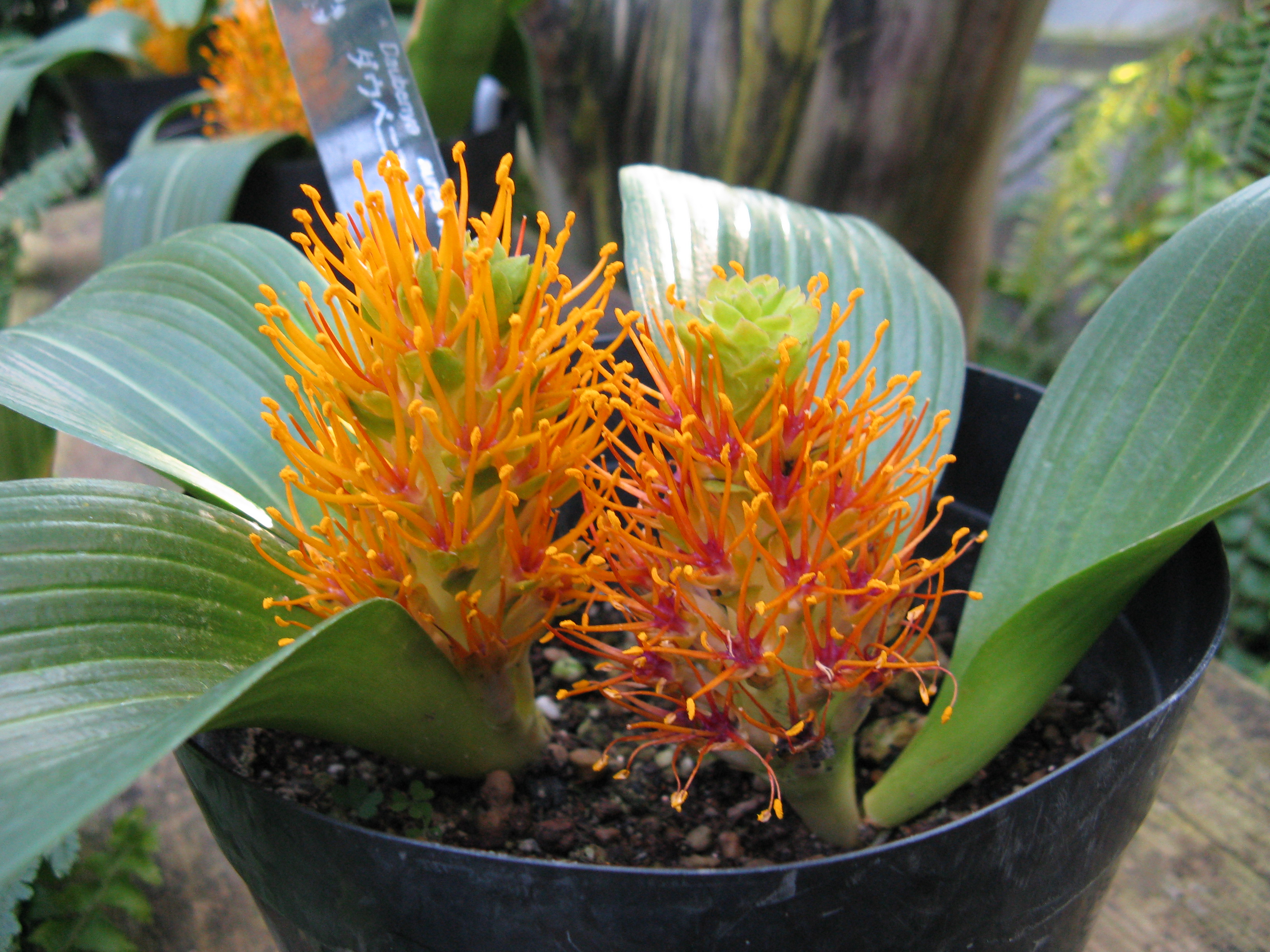 Daubenya Species