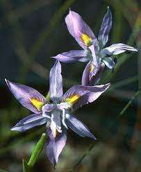 Moraea Species, Bigseed Tulp