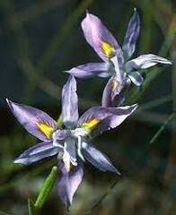 Moraea Species, Bigseed Tulp