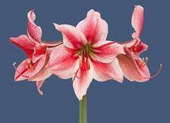 Hippeastrum, Amaryllis 'Gervase'