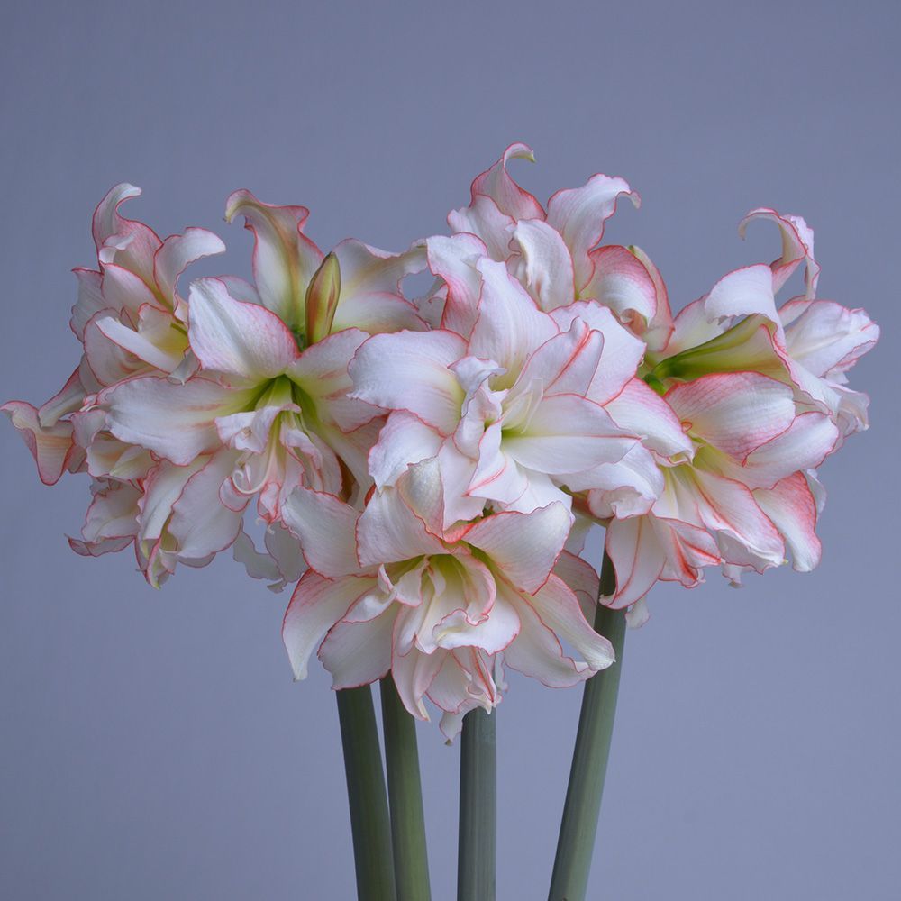 Amaryllis Harlequin