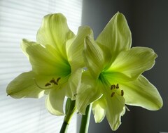 Hippeastrum, Amaryllis 'Lemon Sorbet'