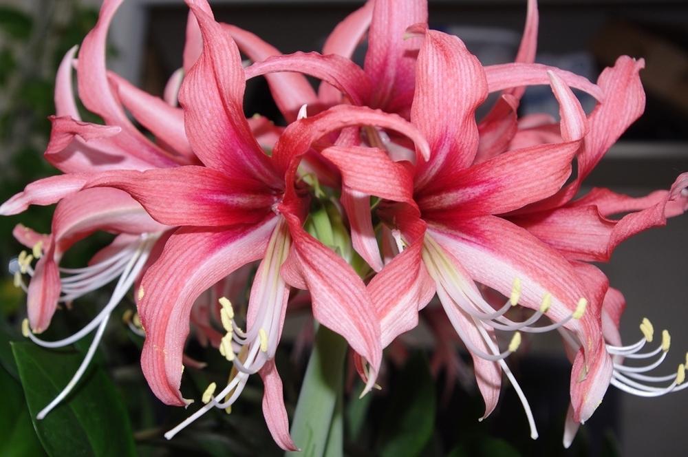 Amaryllis Rosado