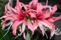 Amaryllis 'Rosado'