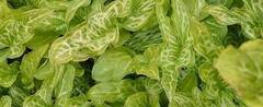 Italian Arum, Large Cuckoo Pint, Lord and Ladies 'Spotted Jack'