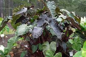 Colocasia, Elephant Ear, Taro Maui Magic