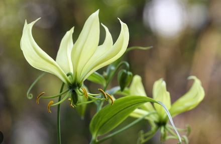 Gloriosa Lily, Climbing Lily Greenii