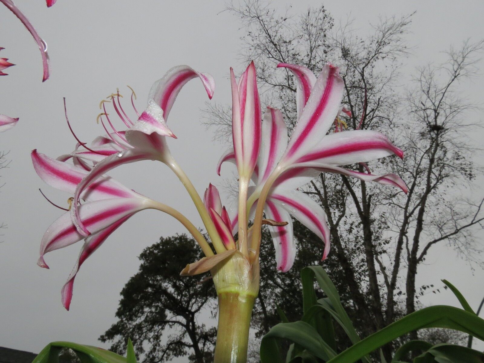 Crinum Lily Marisco