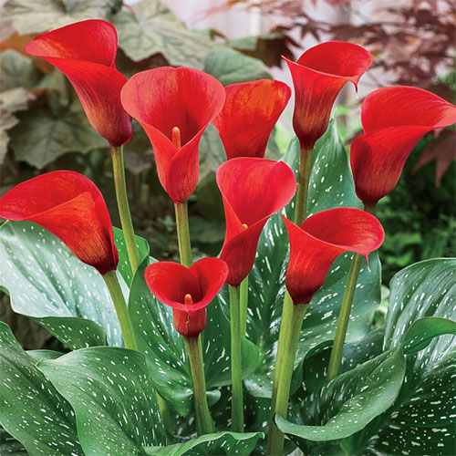 Zantedeschia, Calla Lily Red Alert