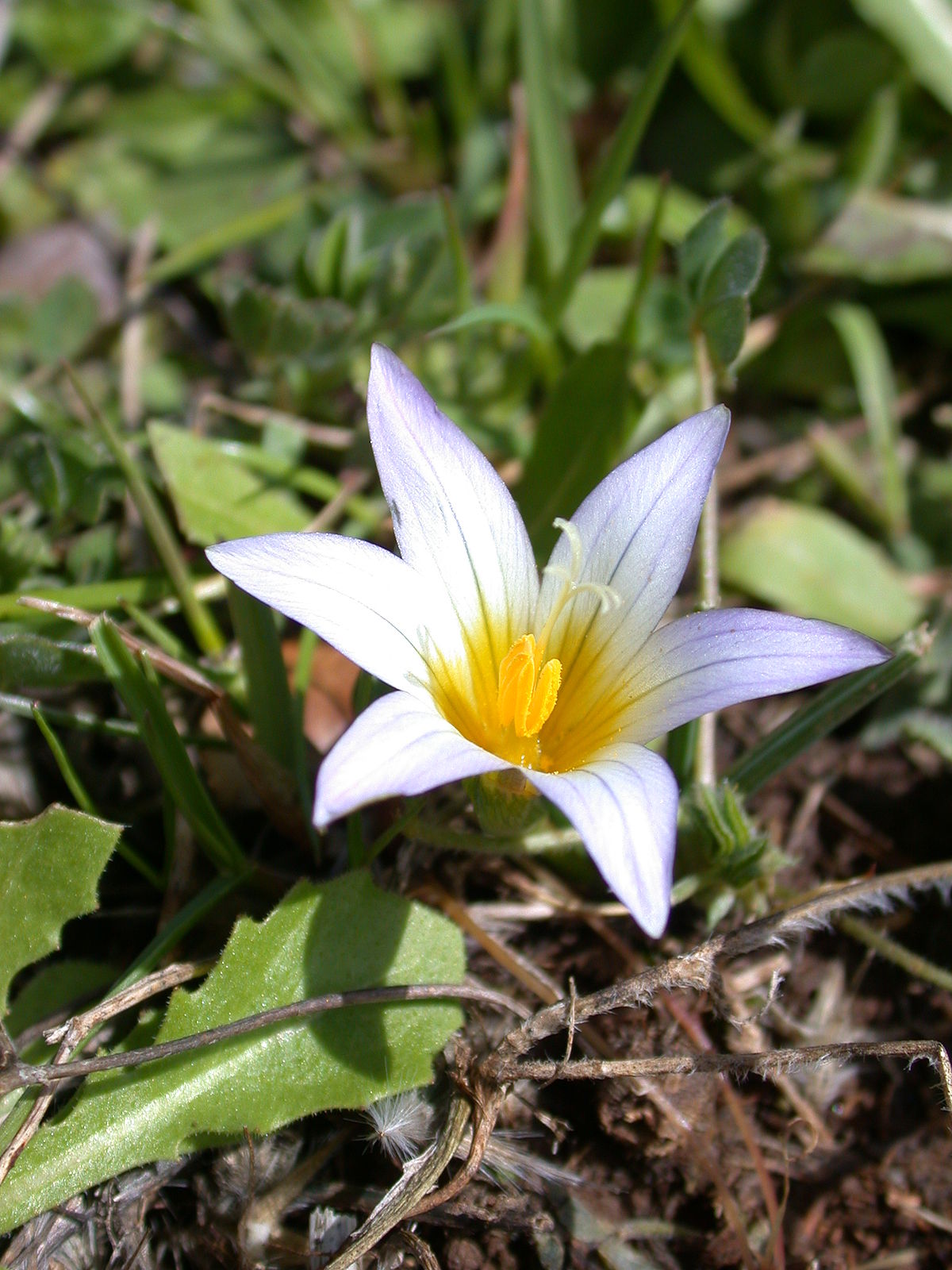 Romulea Species