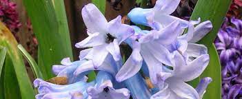 Hyacinthus, Dutch Hyacinth Grace Darling
