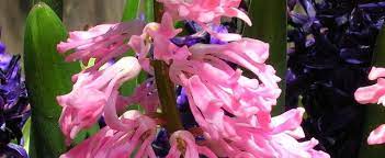 Hyacinthus, Dutch Hyacinth Raphael