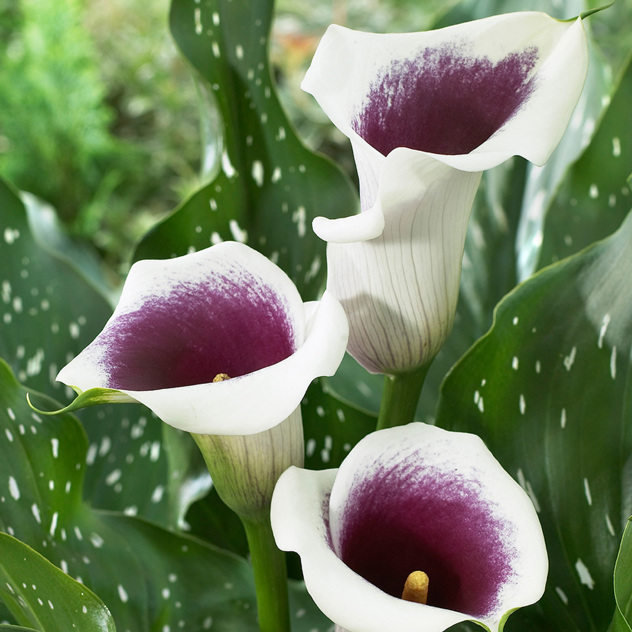 Zantedeschia, Calla Lily Vermeer