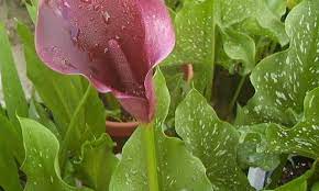 Zantedeschia, Calla Lily Renoir