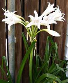 Crinum Lily White Queen