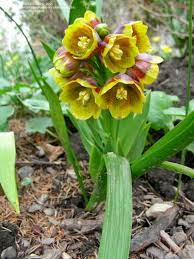 Fritillaria, Fritillary, Michaels Flower Multiflora