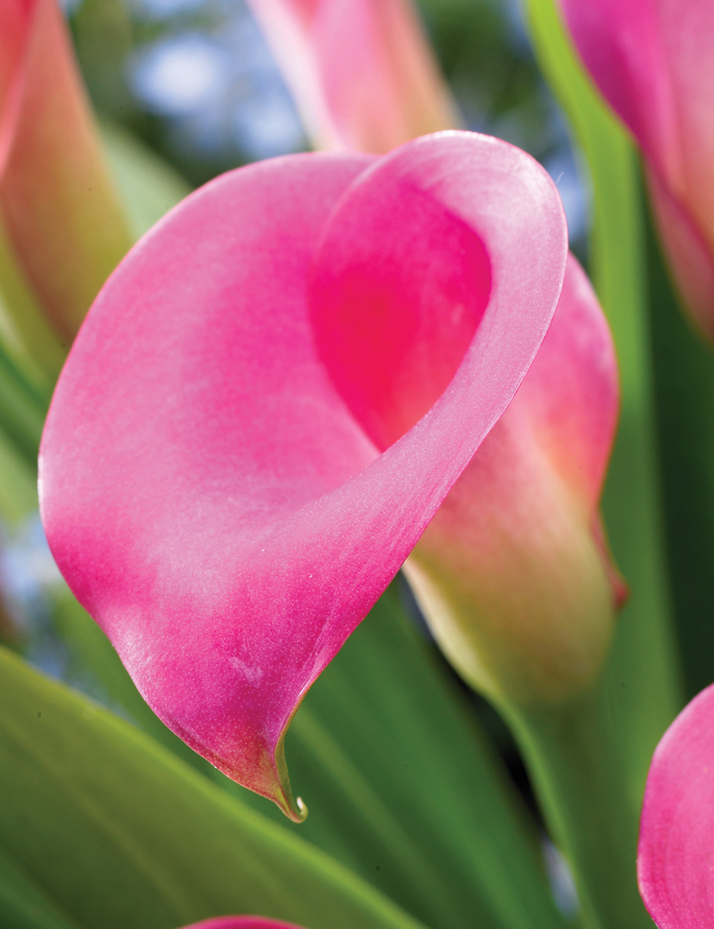 Zantedeschia, Calla Lily Romeo