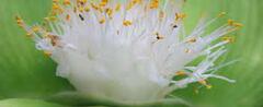 Haemanthus Species, Dwarf Haemanthus, White-Flowered Snake Lily, Waterlily Haemanthus