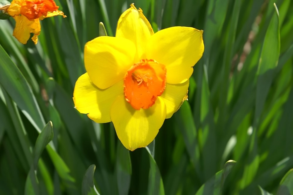 Trumpet Narcissus, Trumpet Daffodil Indian Ruler