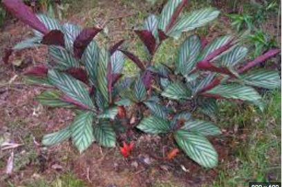 Zingiber, Ginger Silver Streaks