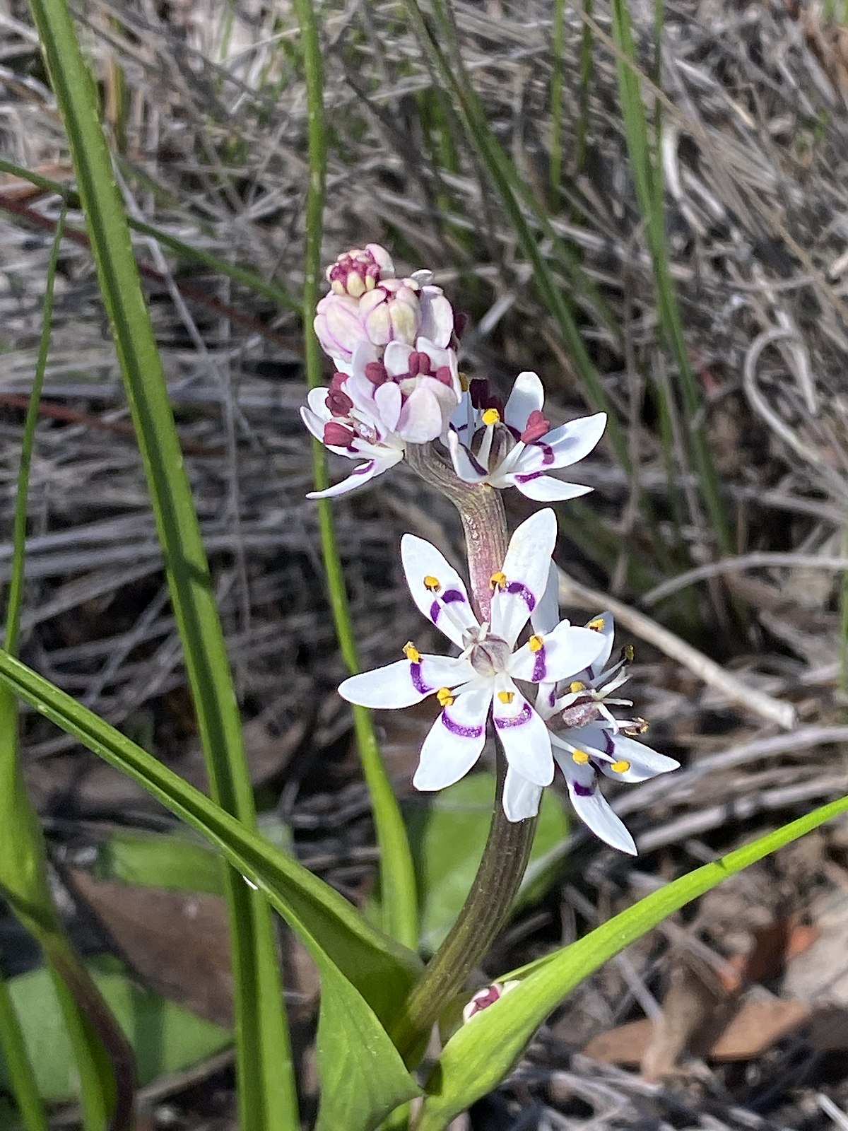 Wurmbea Species, Early Nancy