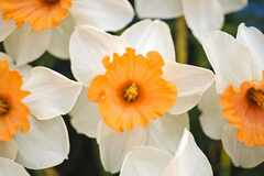 Trumpet Narcissus, Trumpet Daffodil 'Horn of Plenty'