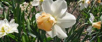 Long Cupped Daffodil, Large-cupped Daffodil Louise de Coligny