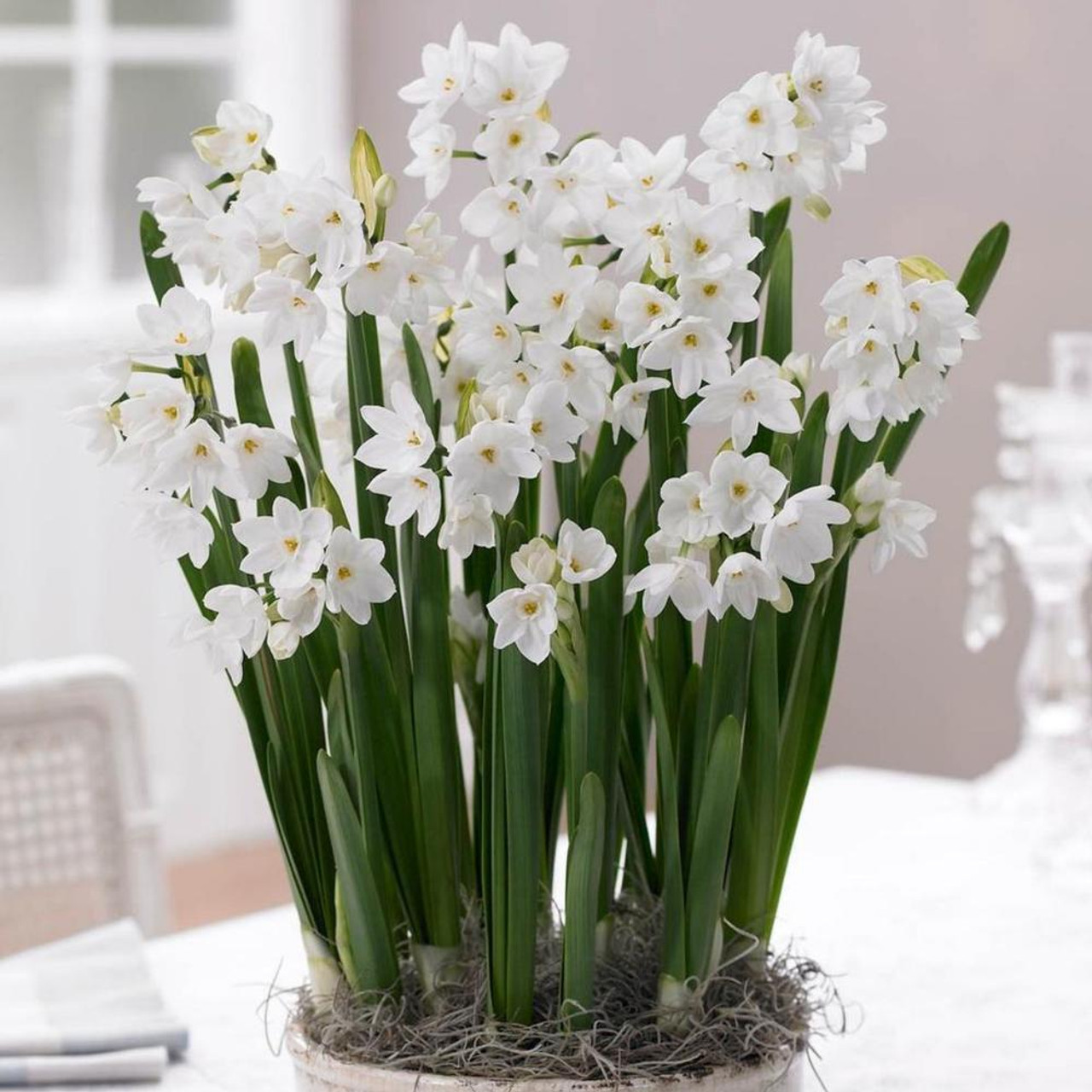 Tazetta Narcissus, Paperwhite Daffodil, Paperwhites Martha Washington