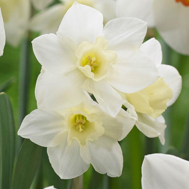 Jonquilla Narcissus, Apodanthus Daffodil Vireo