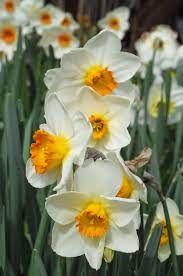 Trumpet Narcissus, Trumpet Daffodil April Queen