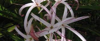Lys de Midlands