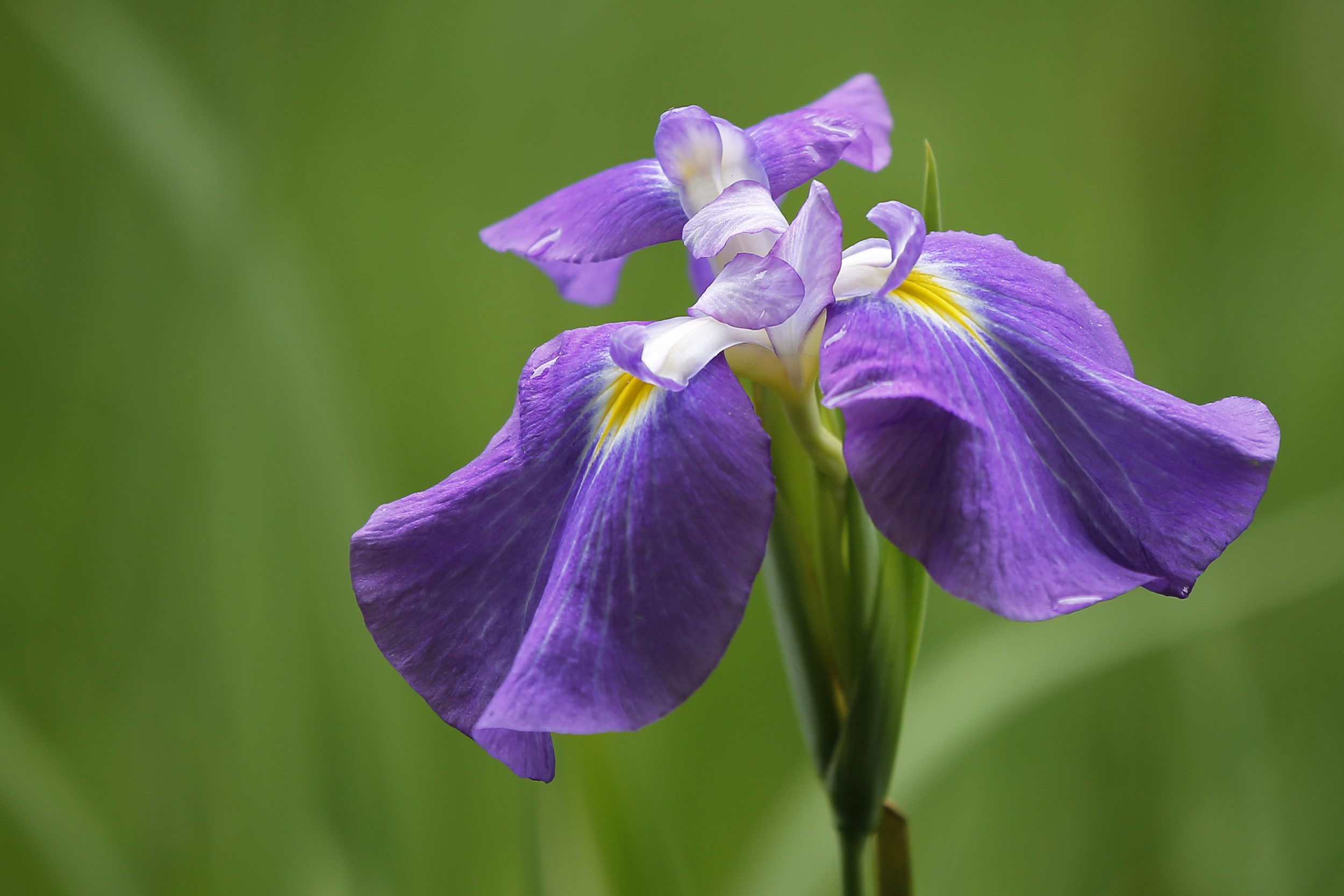Dutch Iris Tokyo