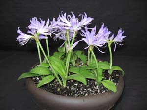Griffinia