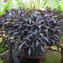 Ornamental Sweet Potato, Sweet Potato Vine 'Illusion Midnight Lace'