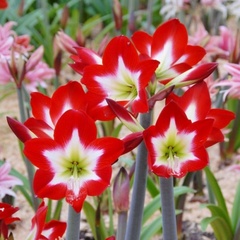 Amaryllis 'Tres Chic'