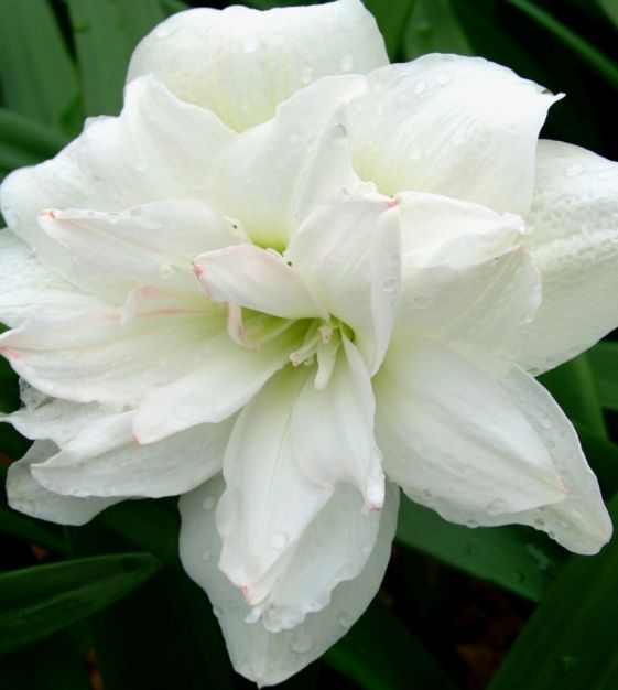Amaryllis Arctic Nymph