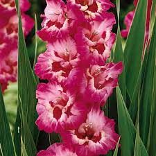 Gladiolus Vandohla