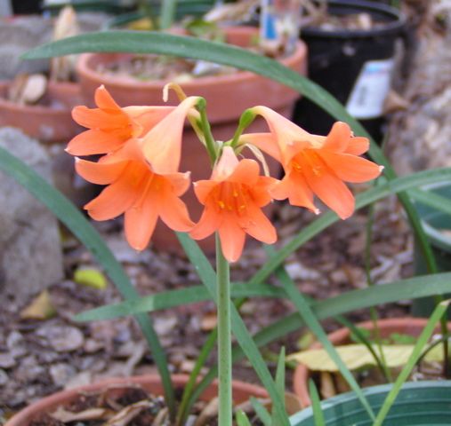 Cyrtanthus Hybrid